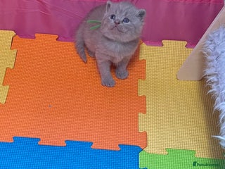 British Shorthair cats - Advert 2