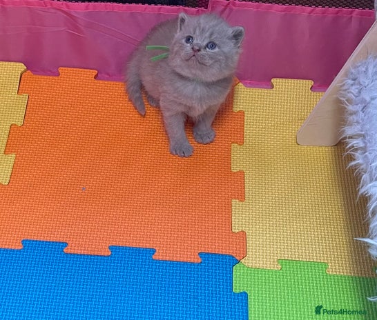 British Shorthair cats - Advert 14