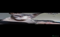 Sphynx cats for sale: Adult female sphynx  - Image 1