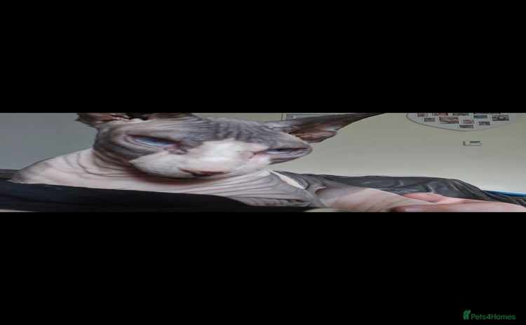Sphynx cats - Advert 4