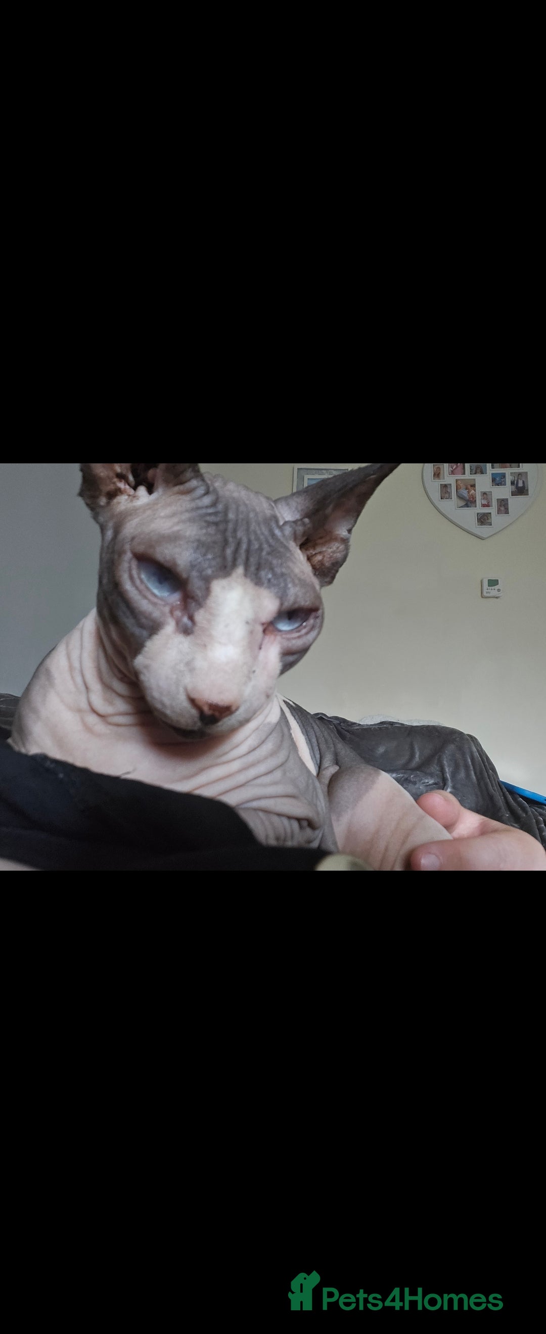 Sphynx cats for sale: Adult female sphynx  - Image 1