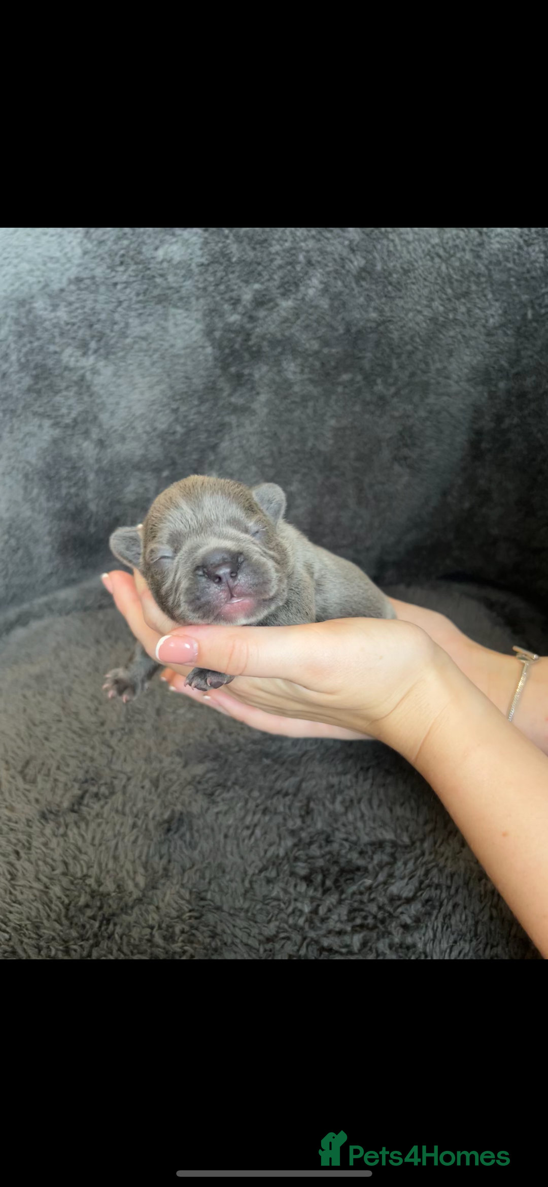 French Bulldog dogs for sale: Kc registered french bulldog puppies available 🐶 - Image 2