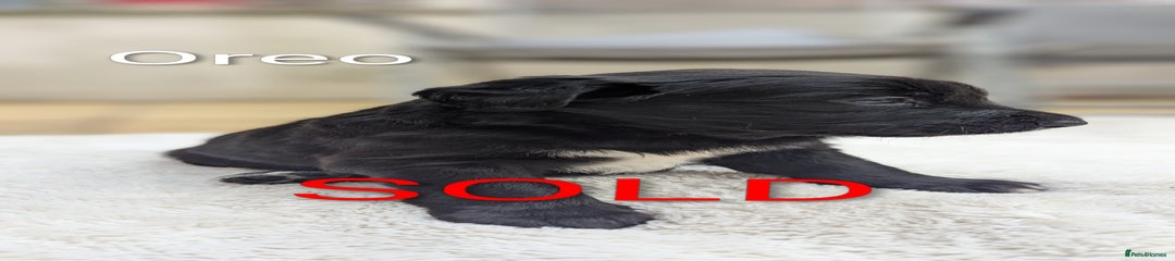 Oreo