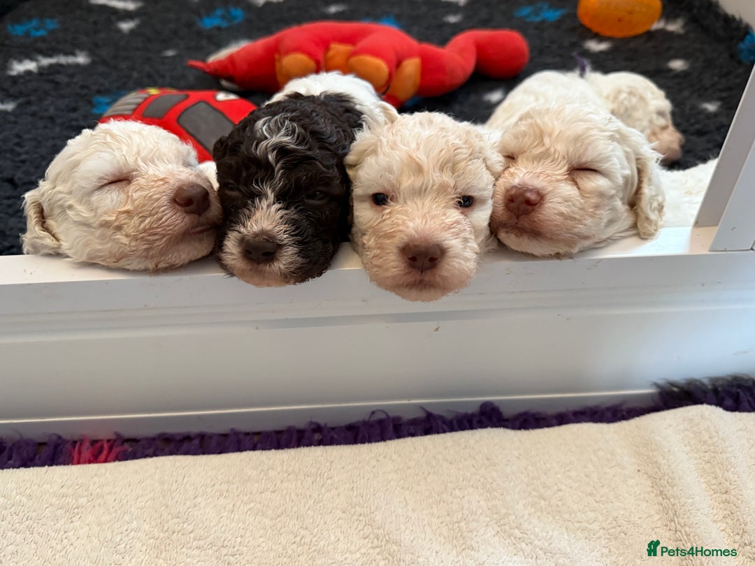 Lagotto Romagnolo dogs for sale: Beautiful KC Lagotto Romagnolo  Puppies available  - Image 4