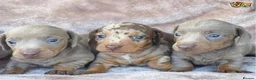 Miniature Dachshund dogs for stud: ISABELLA AND TAN MINIATURE DACHSHUND  in Sunderland - Advert 4