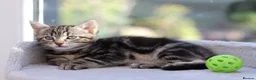 Mixed Breed cats for sale: Tabby Kittens Ready SOON - Advert 29