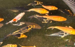 Koi Carp fish for sale: UK koi carp  - Image 23