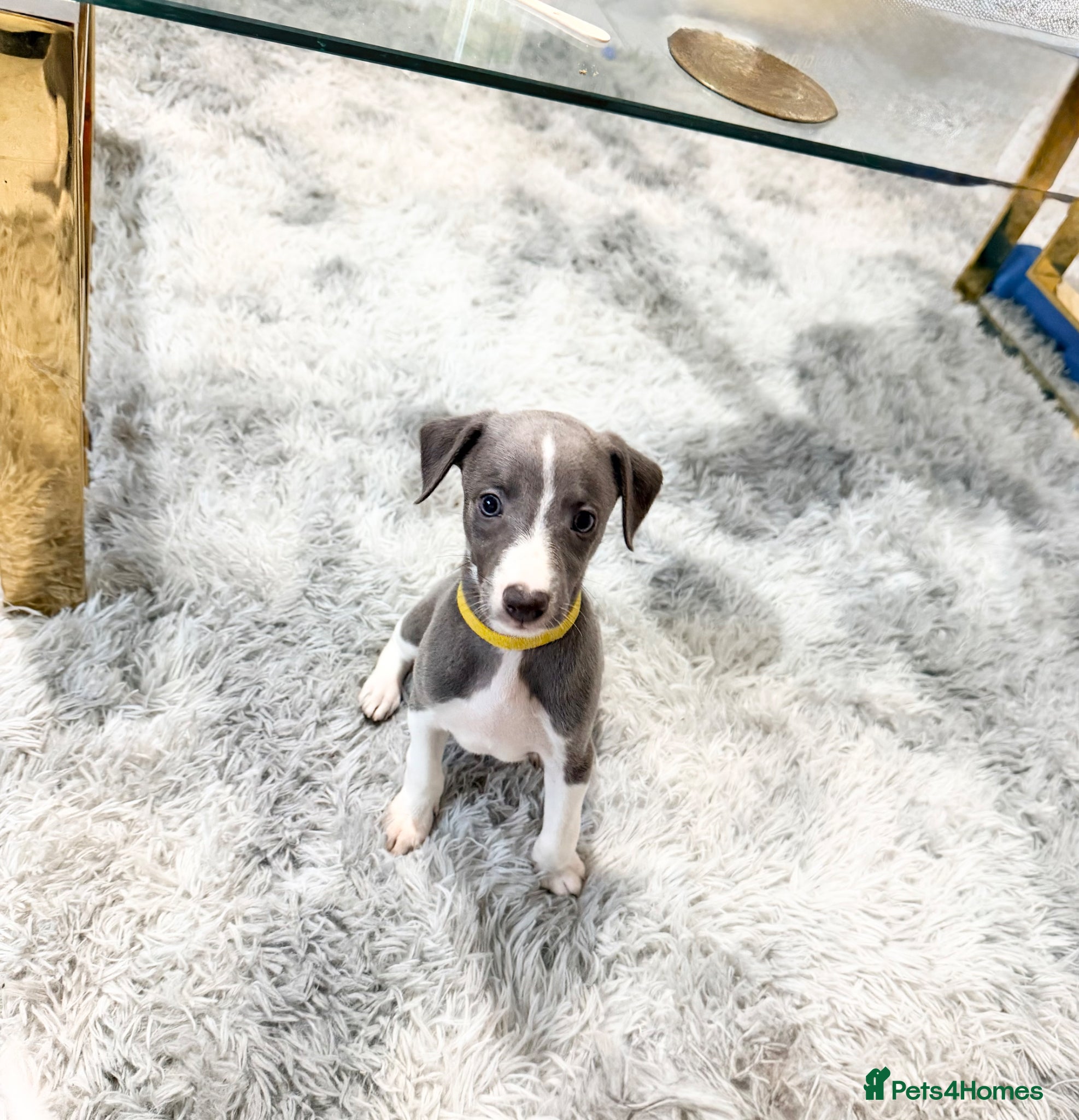 Whippet dogs Whippet puppies  - Advert 2