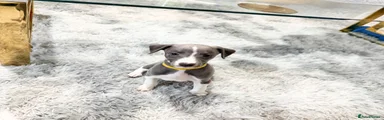 Whippet Puppy 2 yellow collar 