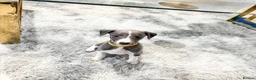 Whippet dogs for sale: Whippet puppies  - Advert 2