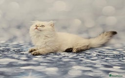 British Longhair cats for sale: Excellent Scottish straight Highland Kittens - Image 26