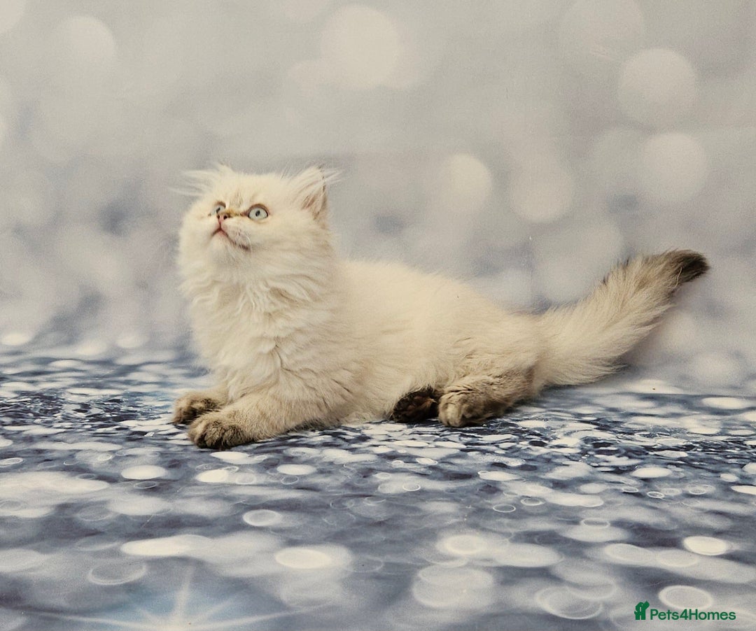 British Longhair cats for sale: Excellent Scottish straight Highland Kittens - Image 26