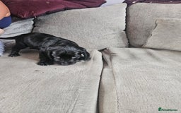 Cocker Spaniel dogs for sale: Beautiful cocker spaniel pups - Image 16
