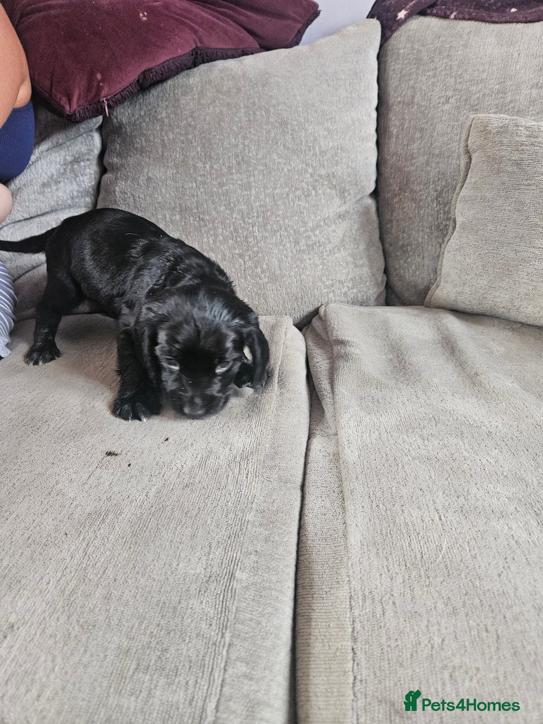 Cocker Spaniel dogs for sale: Beautiful cocker spaniel pups - Image 16