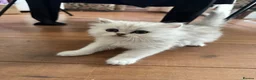 Persian cats for sale: Persian chinchilla pure kittens for sale  in Eastleigh - Advert 4