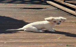 Mixed Breed dogs for sale: Chiweenie Long Haired Pups (Dachshund x Chihuahua) - Image 6