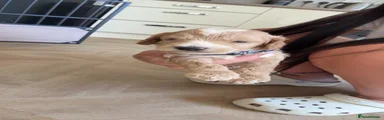 Cockapoo 2