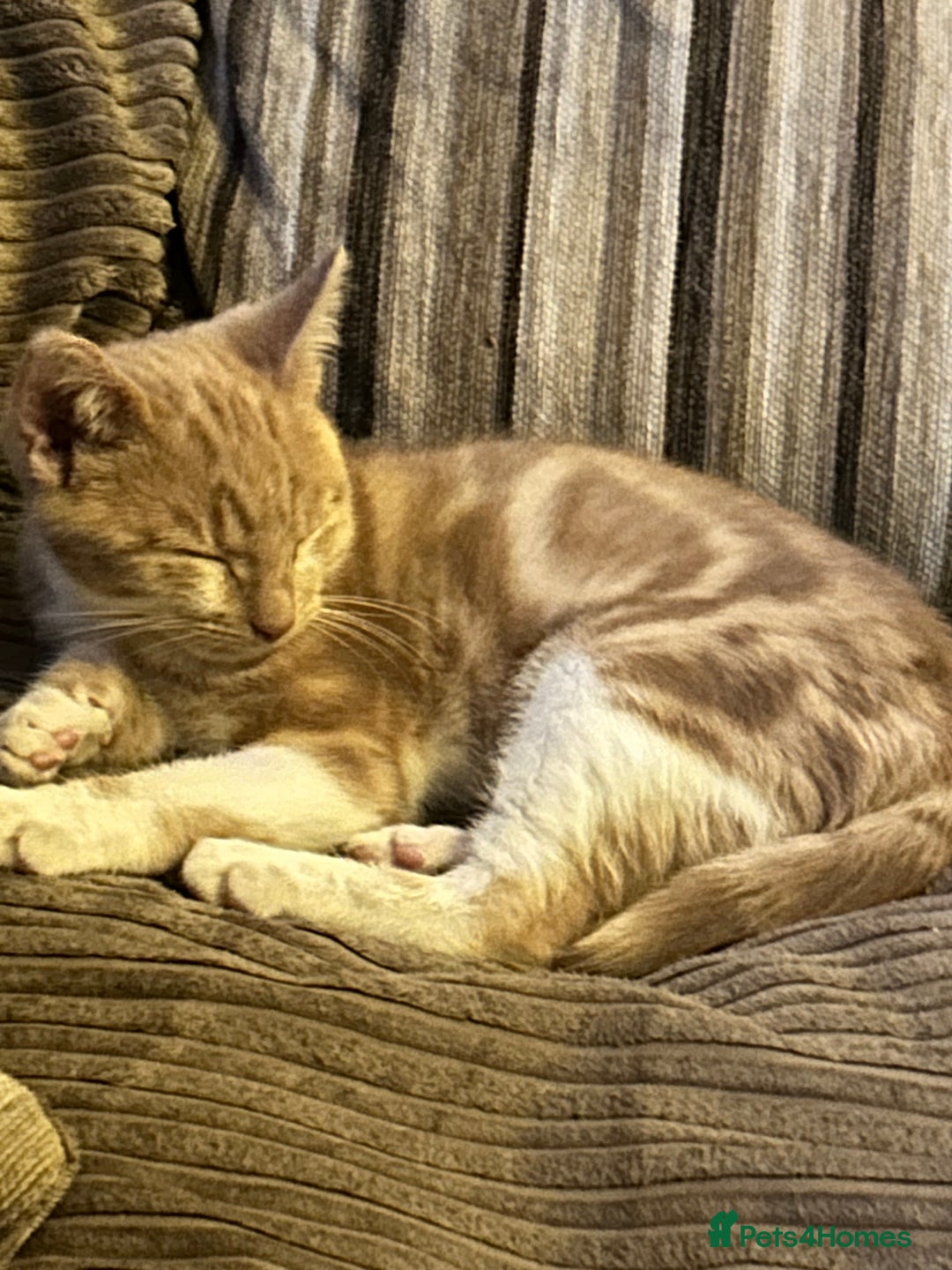 Domestic Shorthair cats for sale: Two ginger males (HAVE TO GO TOGETHER- READ DESC) - Advert 11