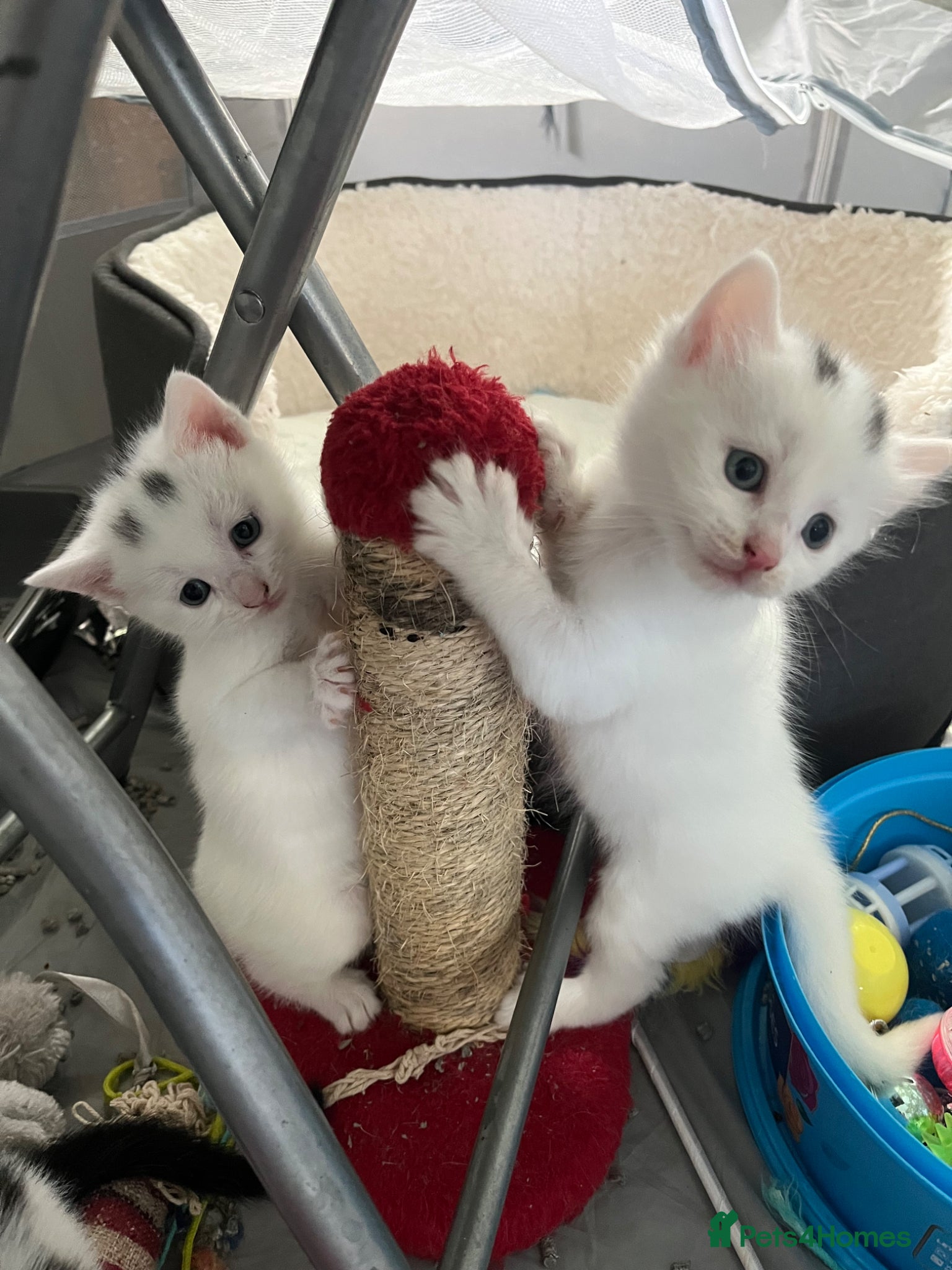 Turkish Angora cats Kitty White girl - perfect companion - Advert 1