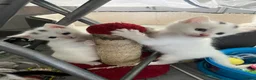 Turkish Angora cats for sale: White girl and black&white boy - Advert 10
