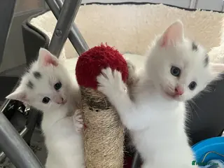 Turkish Angora cats Kitty White girl - perfect companion - Advert 1