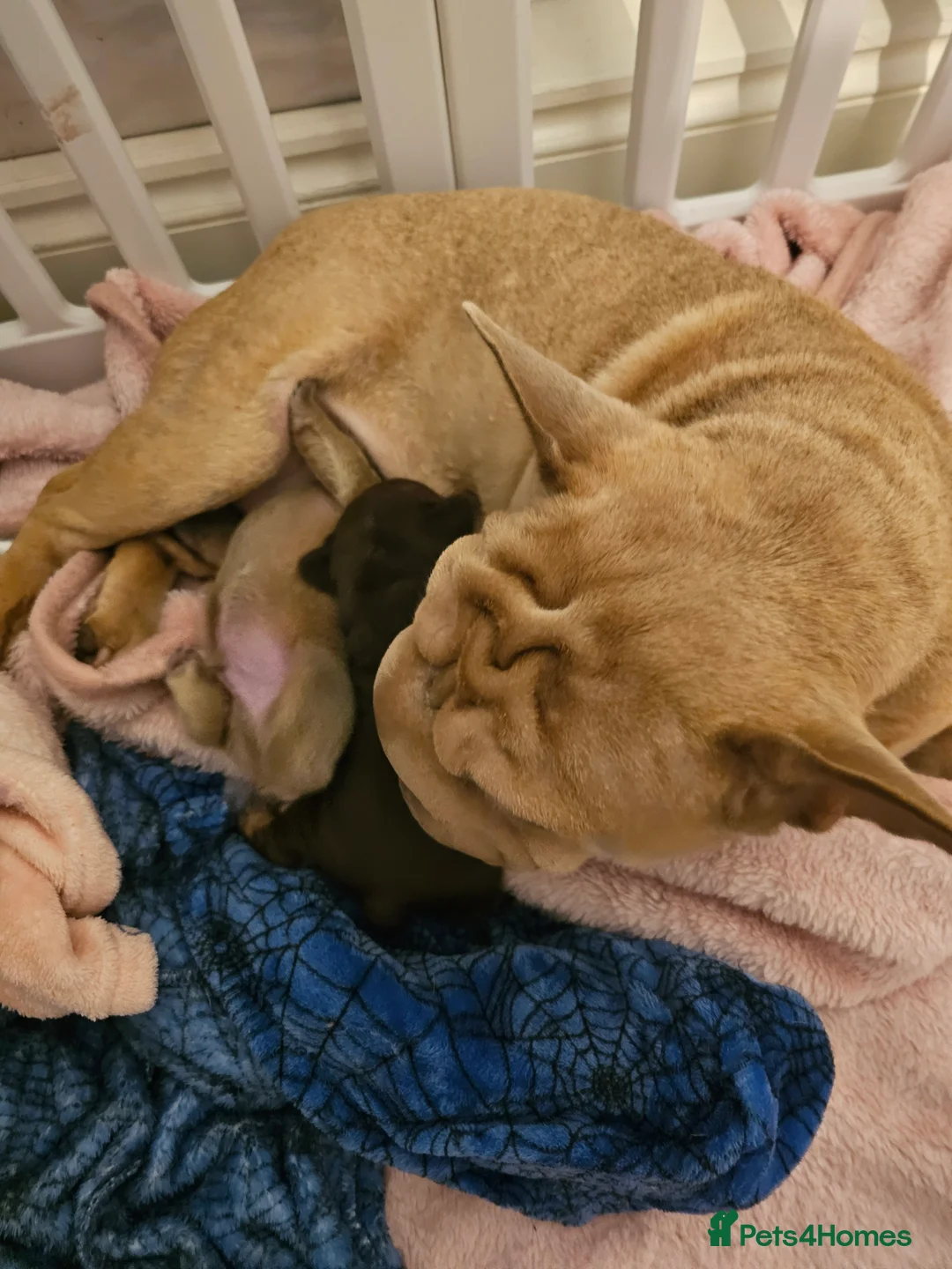 French Bulldog dogs for sale: Frency puppies - Advert 4