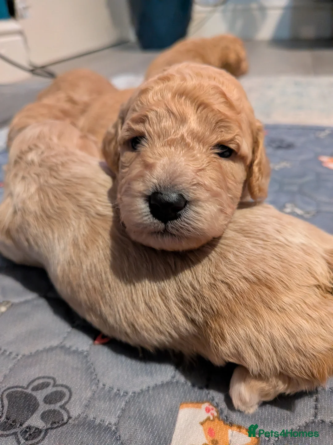 Lhasapoo dogs for sale: 4 gorgeous male lhasapoo puppies  - Advert 12