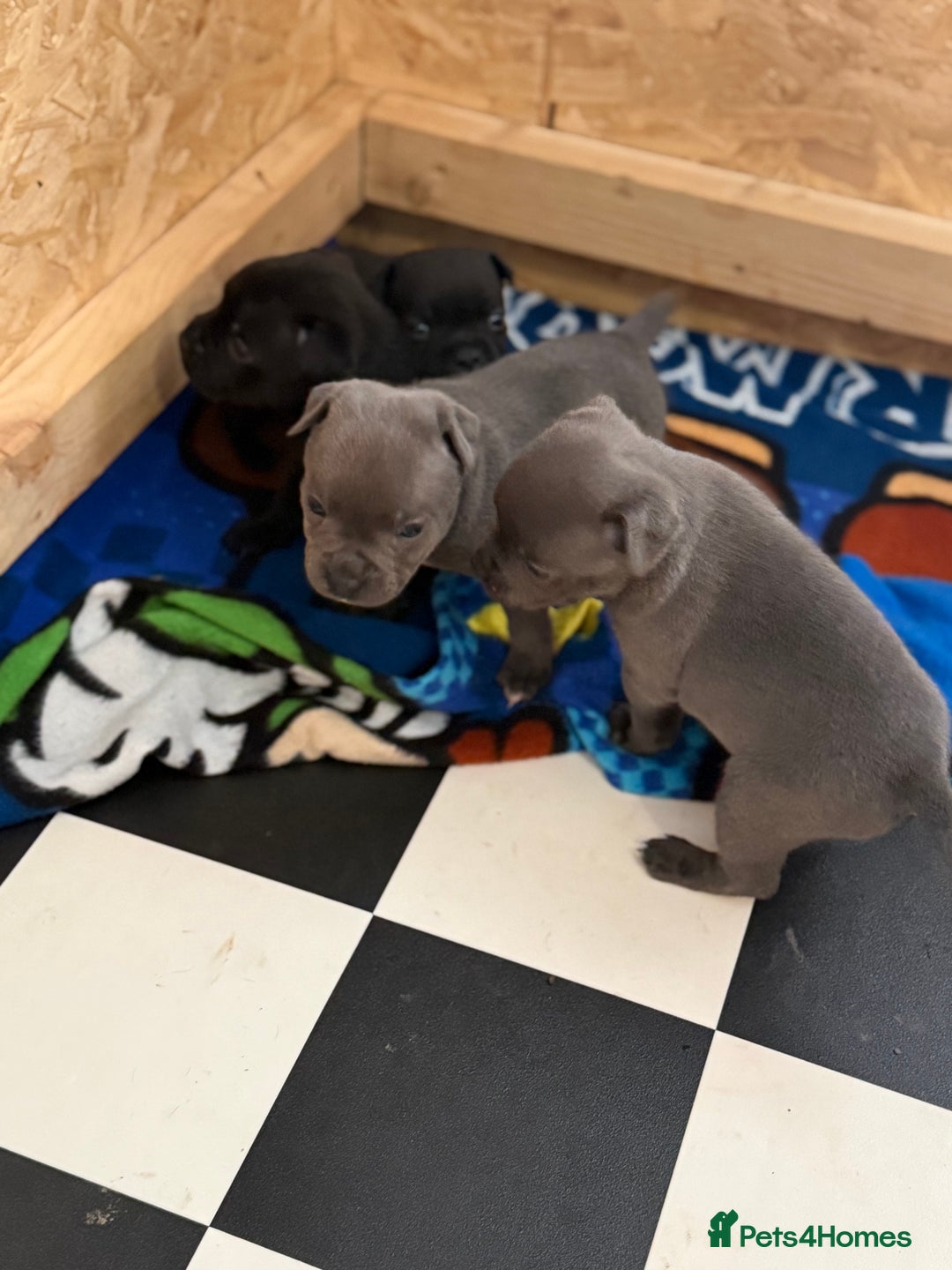 Staffordshire Bull Terrier dogs for sale: Beautiful stuffy pups  - Advert 4