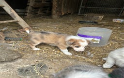 Border Collie dogs for sale: Border collie pups - Image 11