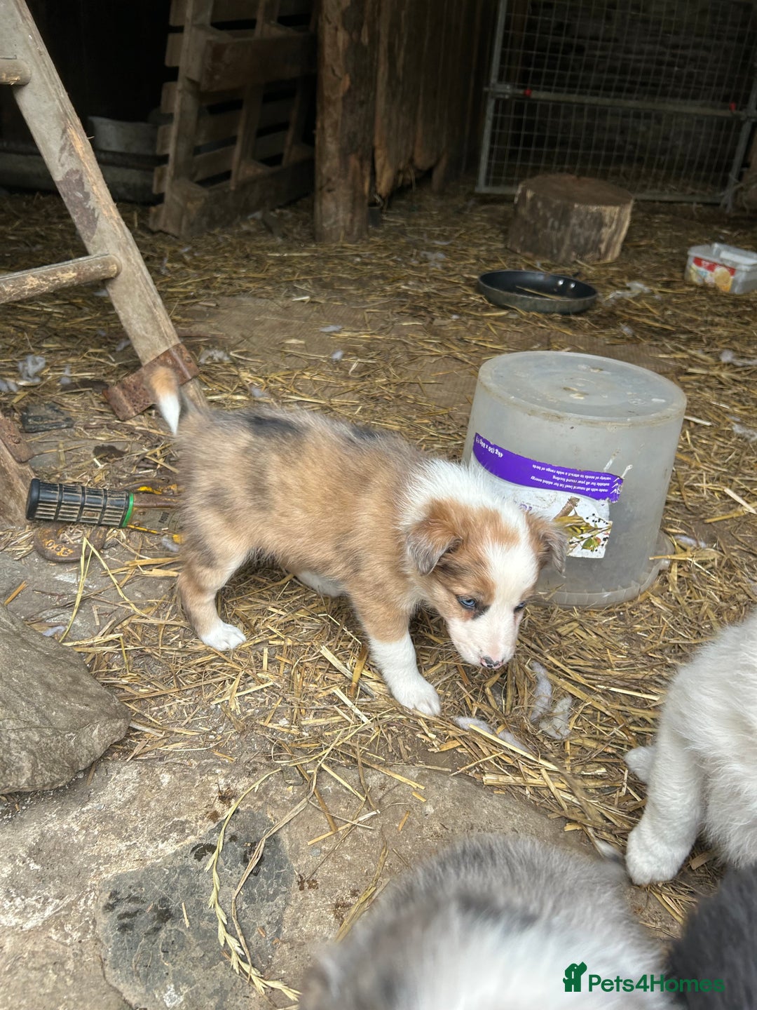 Border Collie dogs for sale: Border collie pups - Image 11