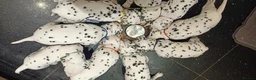 Dalmatian dogs for sale: Beautiful dalmatian puppies - Advert 1