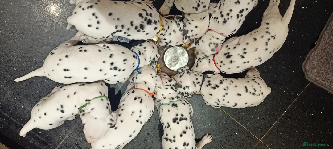 Dalmatian dogs for sale: Beautiful dalmatian puppies - Advert 1