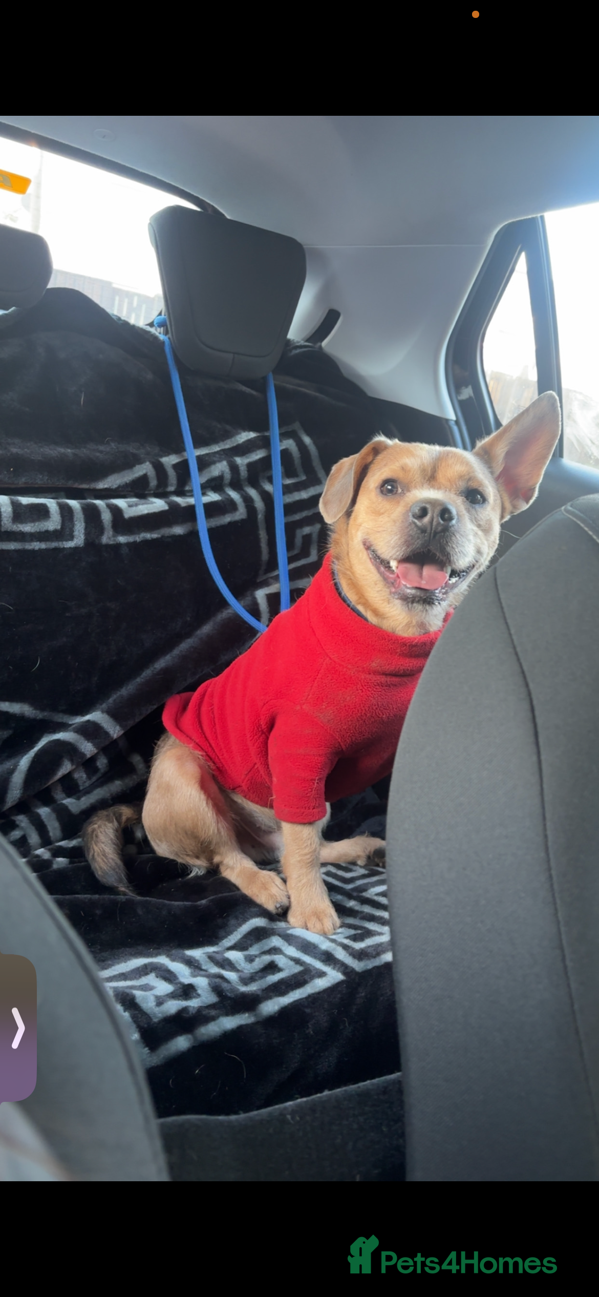 Mixed Breed dogs Bramble  - Advert 1