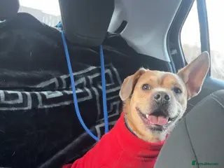 Mixed Breed dogs Bramble - Advert 1