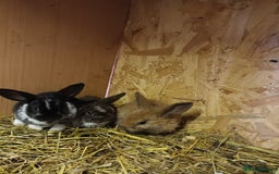 Mini Lop rabbits for sale: Plush mini lops  - Image 4