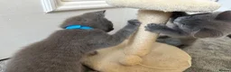 Russian Blue cats for sale: Russian Blue Kittens - Advert 23