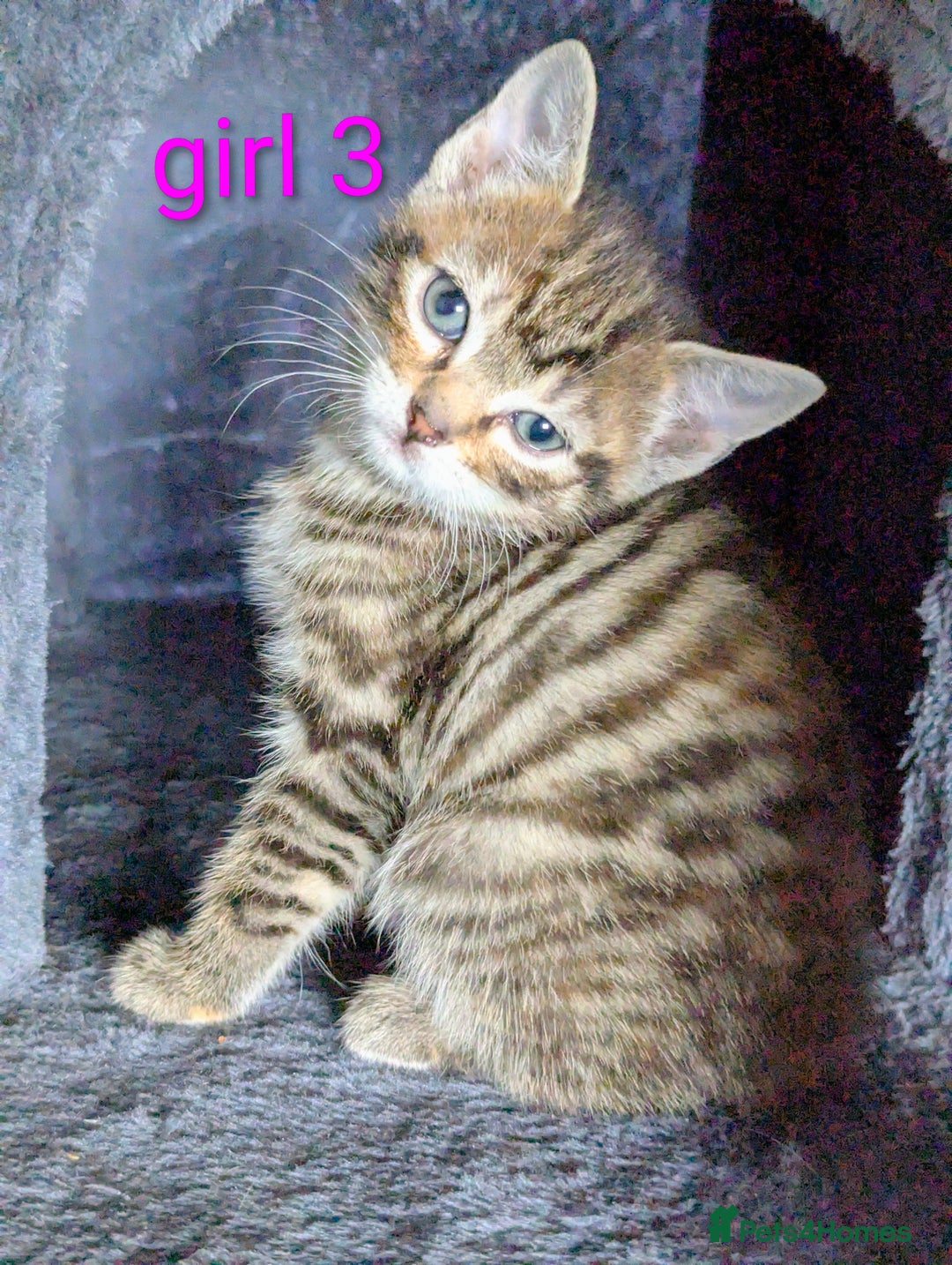 Mixed Breed cats for sale: Gorgeous kittens for sale £250 males £300 females - Advert 8