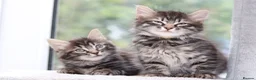 Mixed Breed cats for sale: 3 Lovely Kittens Ready to be Collected - Advert 13