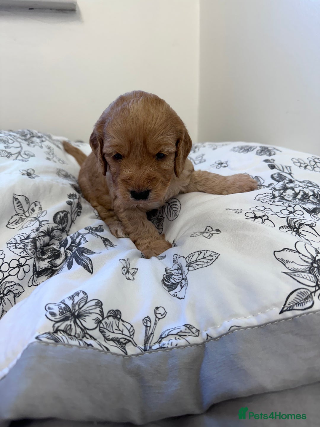 Cockapoo dogs for sale: Cockerpoo Puppies (F1) - Advert 4