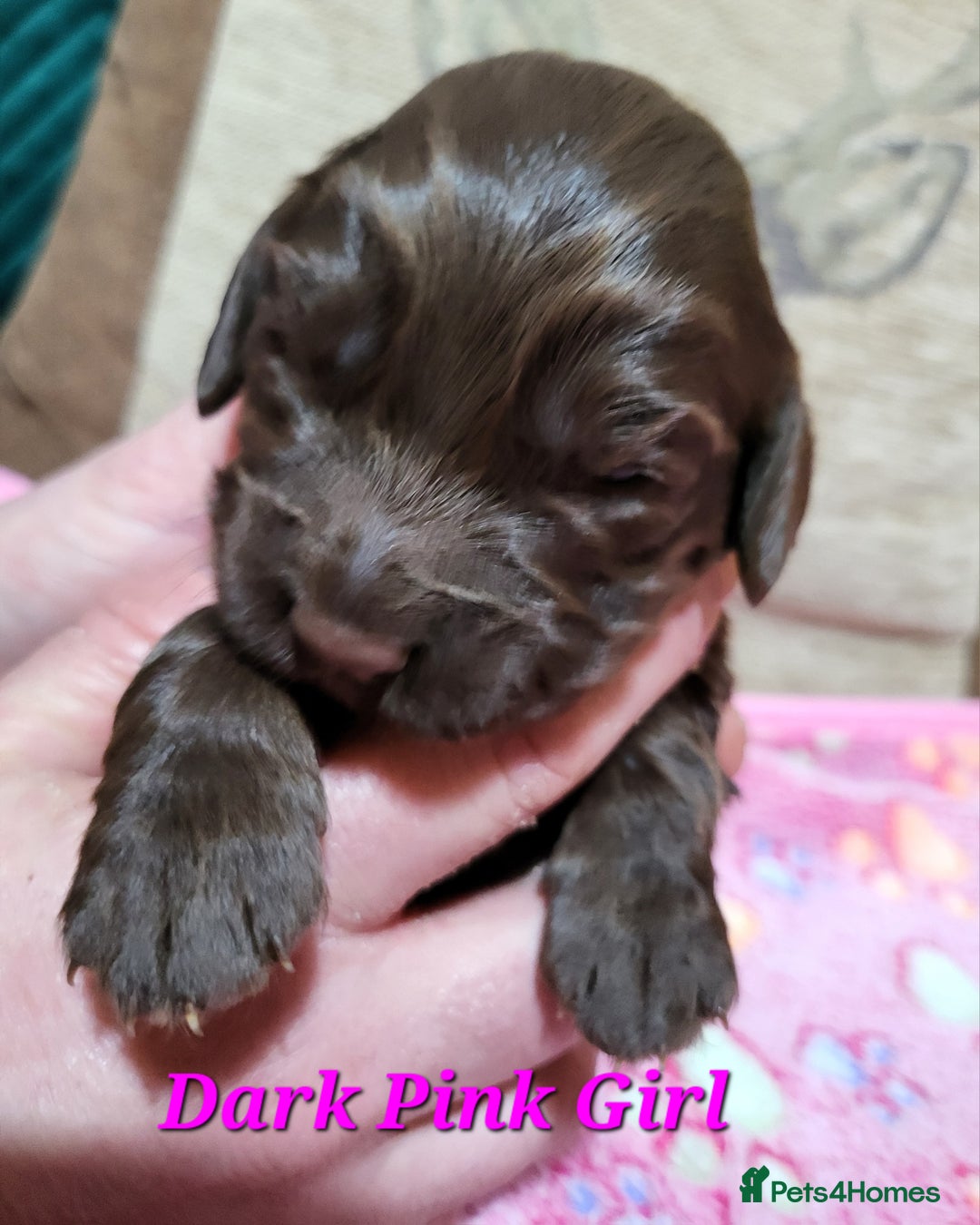 Cocker Spaniel dogs for sale: Working Cocker Spaniel Pups - Advert 1