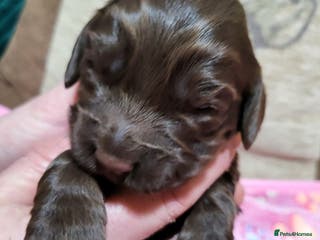 Cocker Spaniel dogs Working Cocker Spaniel Pups - Advert 1