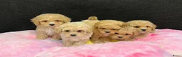 Maltipoo dogs for sale: 🐶❤️ Our beautiful Maltipoo puppies ❤️🐶 - Advert 4