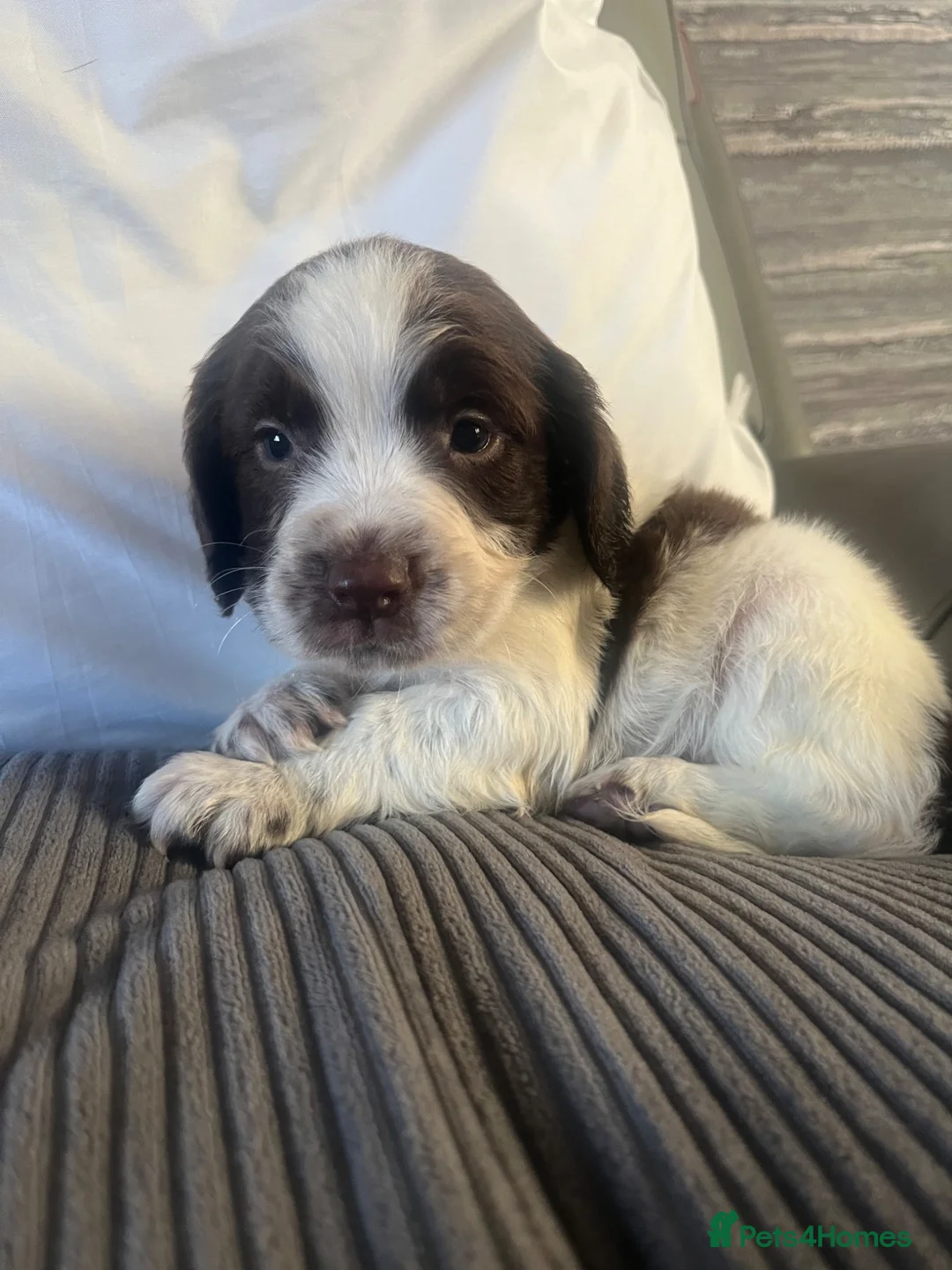 Cocker Spaniel dogs for sale: 7 beautiful cocker spaniel puppies for sale  - Advert 2