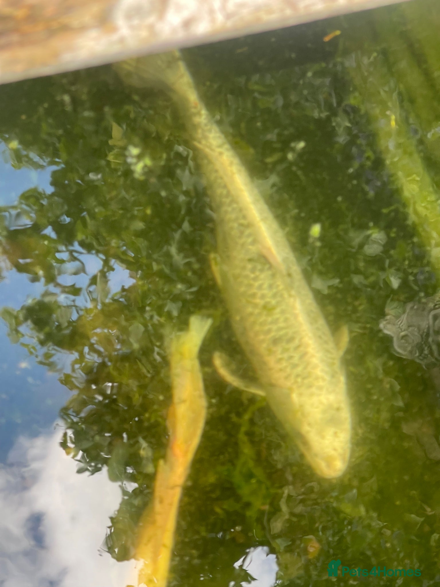 Koi Carp fish Pond closure - Advert 2