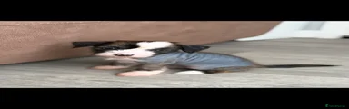 Chinese Crested Puppy 2