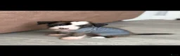Chinese Crested dogs for sale: Kc reg Chinese crested in Great Yarmouth - Advert 10
