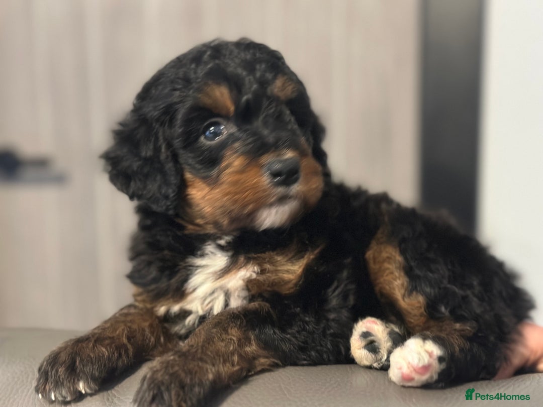 Bernedoodle dogs for sale: F1 BERNADOODLE BOYS AND GIRLS - Advert 3