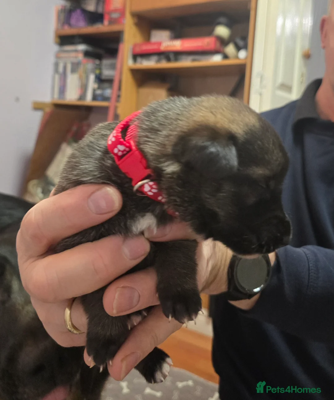 Mixed Breed dogs for sale: Cross between gsd/whippet/Huskey - Advert 6