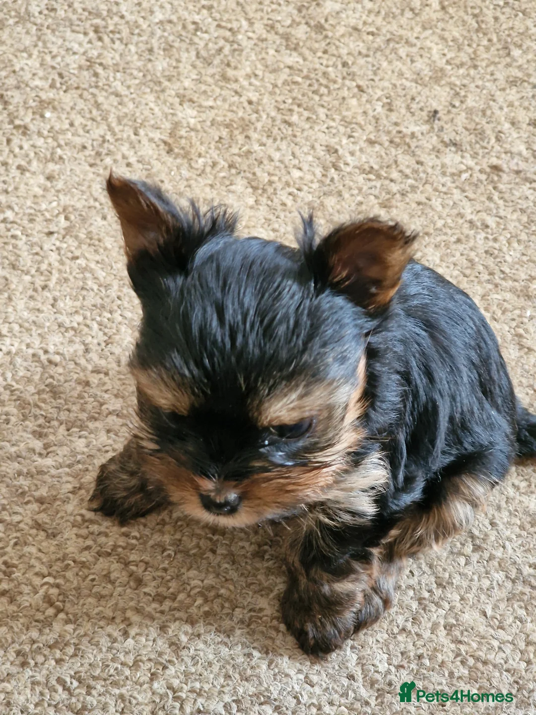 Yorkshire Terrier dogs for sale: Adorable Mini Yorkie Puppies - 2 Girls 1 Boy - Advert 32