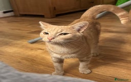 Mixed Breed cats for sale: Orange cat  for adoption and forever home - Image 2